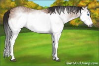 Horse Color:Gray Bay Splash Frame 