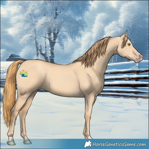 Horse Color:Gold Champagne Dun 
