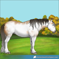Horse Color:Gray Buckskin Splash Frame 