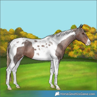 Horse Color:Liver Chestnut Tobiano Varnish 