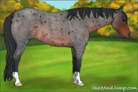 Horse Color:Brown Roan 