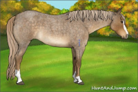 Horse Color:Chocolate Palomino Roan Sabino 