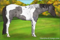 Horse Color:Smoky Blue Roan Tobiano 
