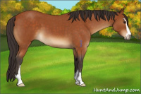 Horse Color:Buckskin Roan Sabino 