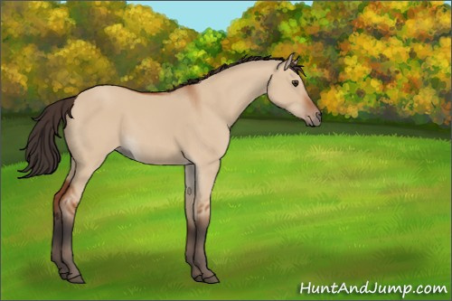 Horse Color:Brown Dun Sabino 