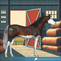 Horse Color:Brown Splash 