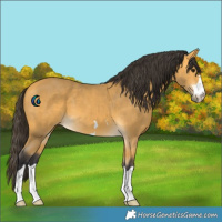 Horse Color:Buckskin 