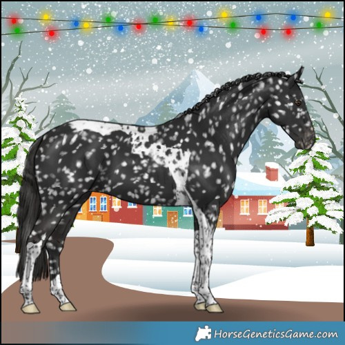 Horse Color:Liver Chestnut Tobiano Appaloosa 