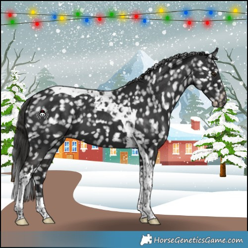 Horse Color:Liver Chestnut Tobiano Appaloosa 