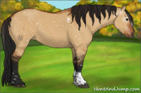 Horse Color:Gray Bay Dun Tobiano Appaloosa 