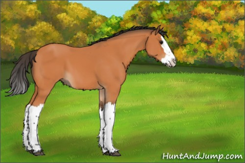 Horse Color:Bay Splash 