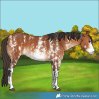 Horse Color:Bay Sabino 