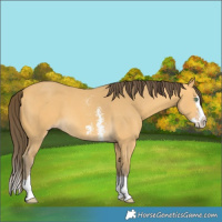 Horse Color:Amber Cream Champagne Sabino Splash 