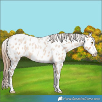 Horse Color:Amber Champagne Roan Sabino Near Leopard 