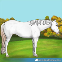 Horse Color:Amber Champagne Roan Sabino Splash Frame Appaloosa 