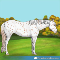 Horse Color:Gold Champagne Tobiano Leopard 