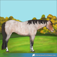 Horse Color:Bay Roan Sabino 
