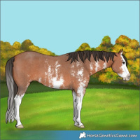 Horse Color:Bay Sabino Splash 