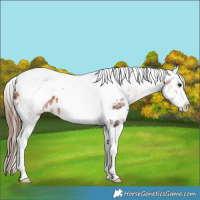 Horse Color:White Spotted Bay Tobiano Frame Near Leopard 