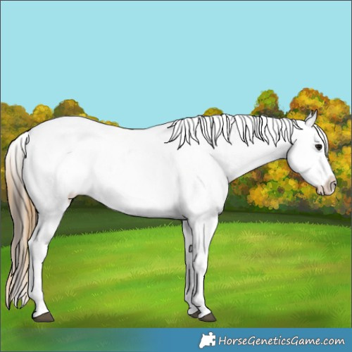 Horse Color:Buckskin Tobiano Appaloosa 