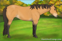 Horse Color:Buckskin 