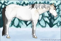 Horse Color:White Spotted Buckskin Roan Dun Tobiano 