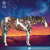 Horse Color:White Spotted Liver Chestnut Tobiano Appaloosa