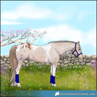 Horse Color:Chestnut Tobiano Appaloosa 