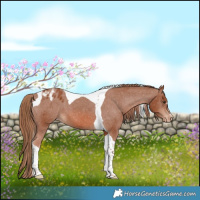 Horse Color:Chestnut Tobiano Appaloosa 