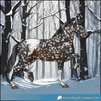 Horse Color:Brown Tobiano Snowcap 