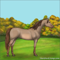 Horse Color:Red Dun
