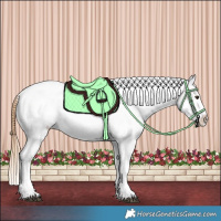 Horse Color:Chestnut Tobiano Appaloosa 