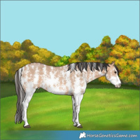 Horse Color:Bay Dun Sabino Rabicano 