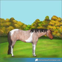 Horse Color:Bay Roan Tobiano 
