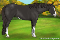 Horse Color:Liver Chestnut Sabino 