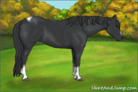 Horse Color:Black Tobiano Frame 