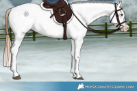 Horse Color:Chestnut Tobiano Appaloosa 