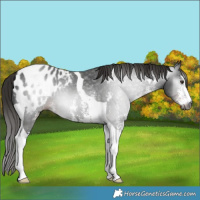 Horse Color:Gray Liver Chestnut Sabino Tobiano Appaloosa 