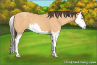 Horse Color:Amber Champagne Splash 