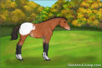 Horse Color:Bay Tobiano Appaloosa 