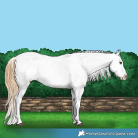 Horse Color:Chestnut Tobiano Appaloosa 