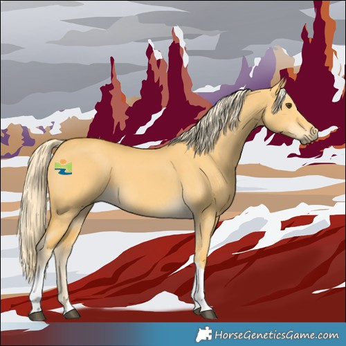 Horse Color:Palomino Dun Tobiano 