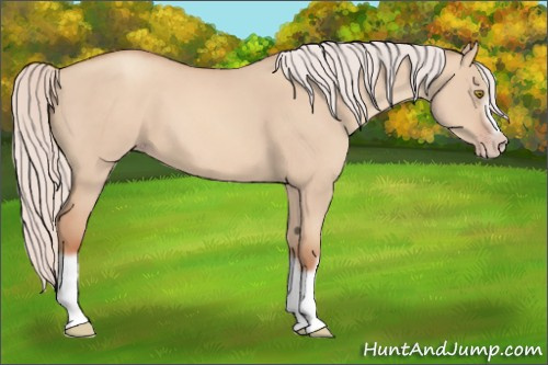 Horse Color:Silver Classic Champagne Dun Splash Frame