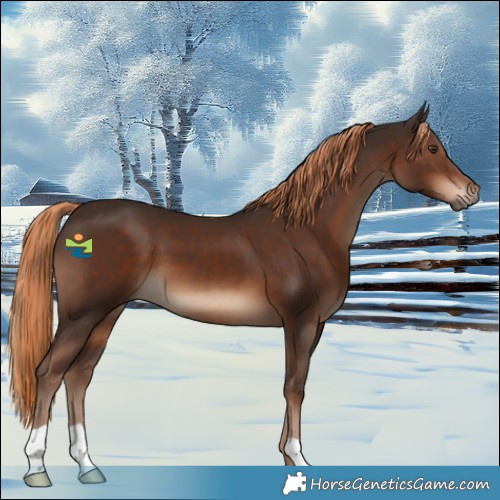Horse Color:Liver Chestnut 