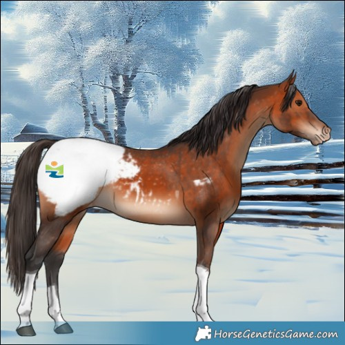 Horse Color:Bay Tobiano Appaloosa 
