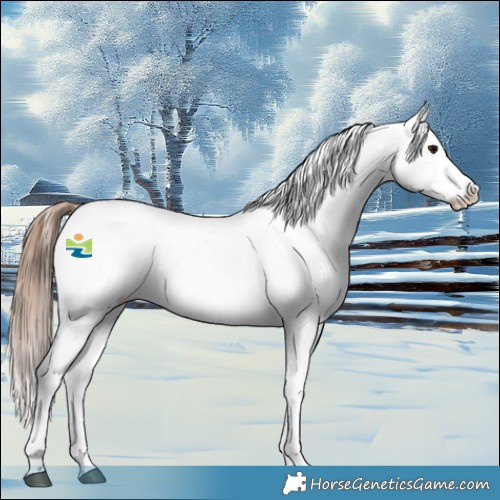 Horse Color:Grullo Appaloosa 