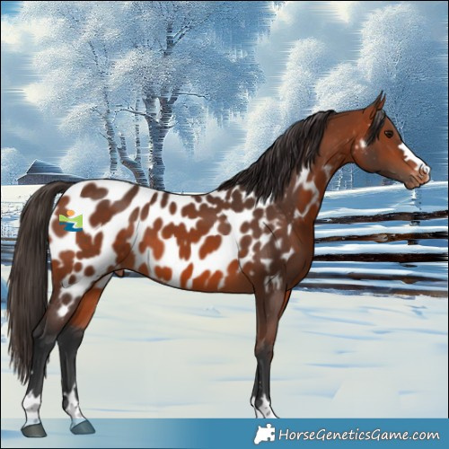 Horse Color:Bay Appaloosa 
