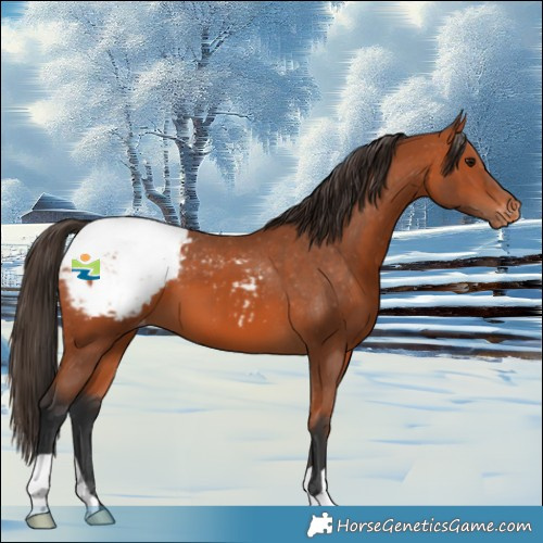 Horse Color:Bay Appaloosa 