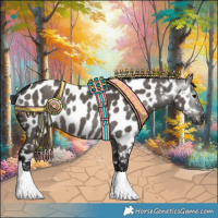 Horse Color:Gray Grullo Appaloosa 