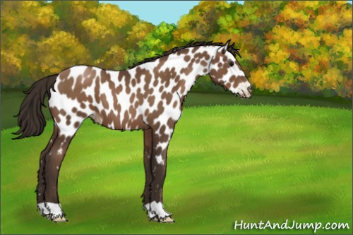 Horse Color:Gray Black Pearl Appaloosa 